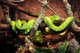 Grean Snake Curled Tree Wall Mural
