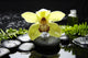Macro Yellow Orchid with Wall Mural