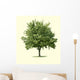 Maple Tree