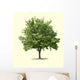 Maple Tree