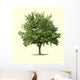 Maple Tree
