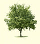 Maple Tree