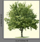 Maple Tree