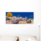 Underwater panorama with Masked Butterfly Fish Red Sea Egypt Wall Mural