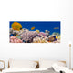 Underwater panorama with Masked Butterfly Fish Red Sea Egypt Wall Mural