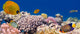 Underwater panorama with Masked Butterfly Fish Red Sea Egypt Wall Mural