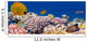 Underwater panorama with Masked Butterfly Fish Red Sea Egypt Wall Mural