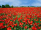 Field Full Red Poppies Wall Decal