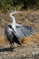 Heron Cendre Wall Mural