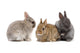 bunnies 02 Wall Decal