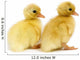 Ducks in a Row Wall Decal