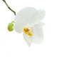 White Orchid Flower Wall Decal