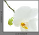 White Orchid Flower Wall Decal