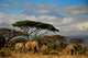 Elephant Family in Front of Mt Kilimanjaro Wall Mural