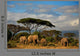 Elephant Family in Front of Mt Kilimanjaro Wall Mural