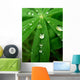 Goutte Feuille Wall Decal