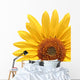 Sunflower Over White Wall Decal