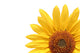 Sunflower Over White Wall Decal