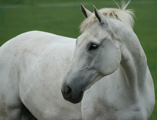 White Horse Wall Decal