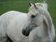 White Horse Wall Decal