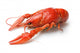 Boiled crawfish Wall Decal