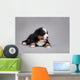 Bernese Mountain Dog Puppy Wall Decal