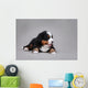 Bernese Mountain Dog Puppy Wall Decal