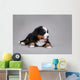 Bernese Mountain Dog Puppy Wall Decal