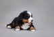 Bernese Mountain Dog Puppy Wall Decal
