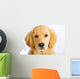 Young Golden Retriever with Sad Face Wall Decal