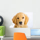 Young Golden Retriever with Sad Face Wall Decal