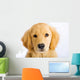 Young Golden Retriever with Sad Face Wall Decal