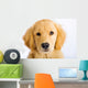 Young Golden Retriever with Sad Face Wall Decal