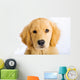 Young Golden Retriever with Sad Face Wall Decal