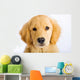Young Golden Retriever with Sad Face Wall Decal