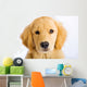 Young Golden Retriever with Sad Face Wall Decal