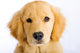 Young Golden Retriever with Sad Face Wall Decal