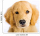 Young Golden Retriever with Sad Face Wall Decal