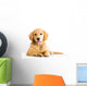 cute young golden retriever dog Wall Decal