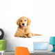 cute young golden retriever dog Wall Decal