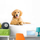 cute young golden retriever dog Wall Decal