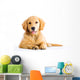 cute young golden retriever dog Wall Decal