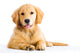 cute young golden retriever dog Wall Decal