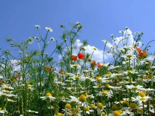 Flower Meadow Wall Decal