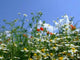 Flower Meadow Wall Decal