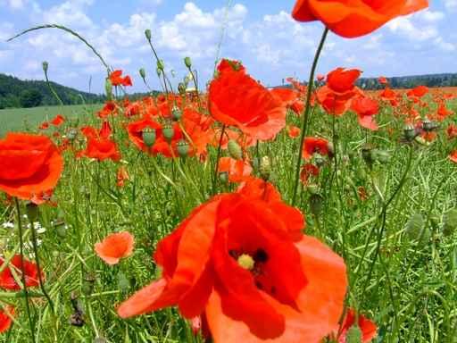 Klatschmohn Wall Decal