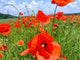 Klatschmohn Wall Decal