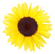 Sunflower Wall Decal