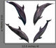 Four Jumping Dolphins Wall Decal
