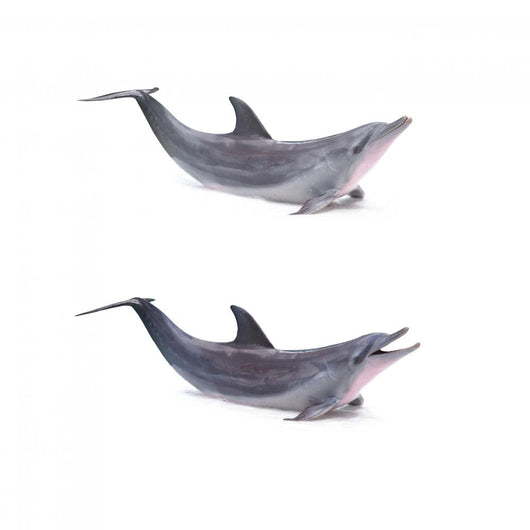 Two Dolphins Breached Wall Decal